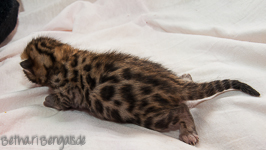 Bengal Kitten braun